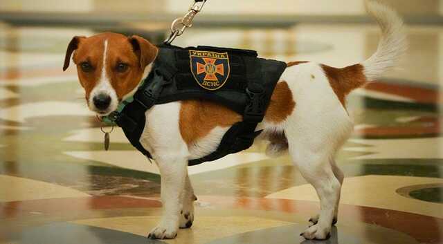 Пес Патрон став першим собакою з титулом від UNICEF "Пес доброї волі"