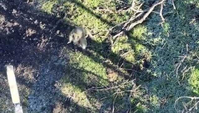 Вагнерівець здався у полон українському безпілотнику