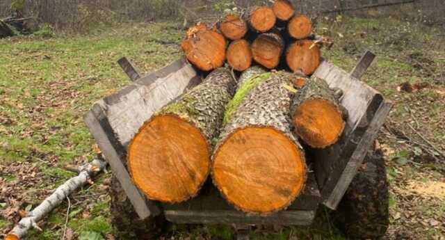 У Запорізький області за корупцію затримали трьох лісників