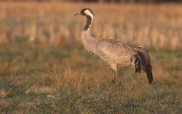 Окупанти розстрілюють на Арабатській стрілці занесених до Червоної книги птахів - депутат