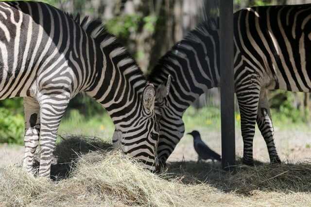 Кличко розповів, як переживає зиму Київський зоопарк