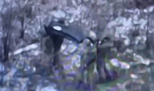 Окупанти виносять свого "двохсотого" з поля бою в чорному пакеті