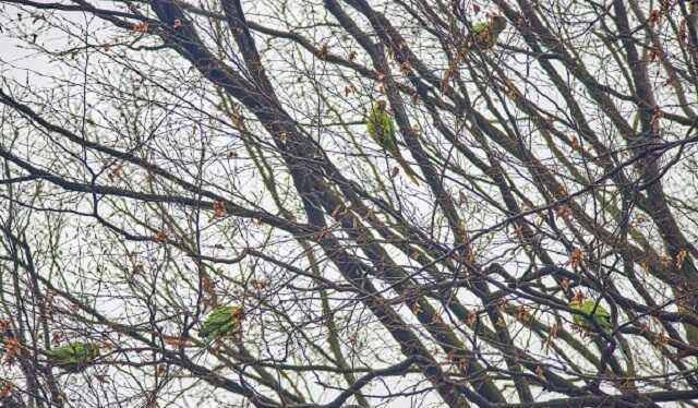 Взимку мешканці Чернівців стали бачити на деревах великих зелених папуг