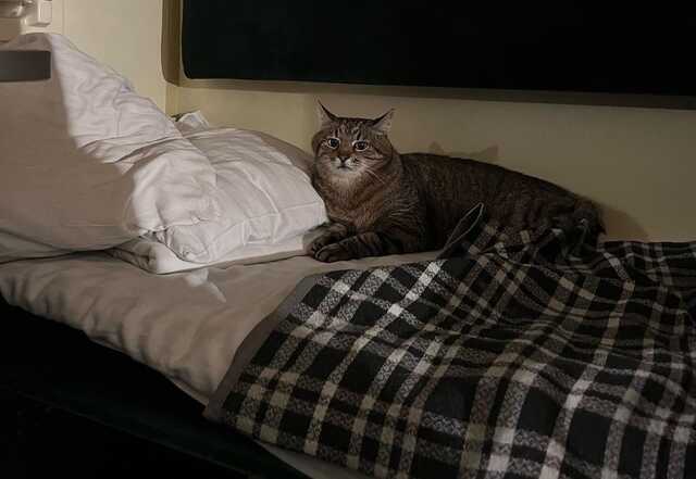 Знаменитий харківський кіт Степан знову виїхав із рідного міста