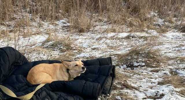 На озері під Києвом під кригу провалилася людина