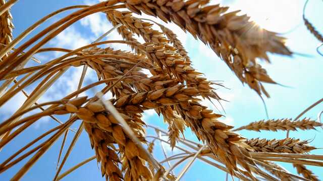 Україна хоче розширення зернової угоди: посол розкрив деталі