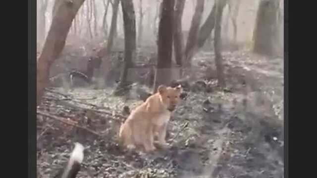 Одесский зоопарк открестился от африканского хищника в лесах Молдовы