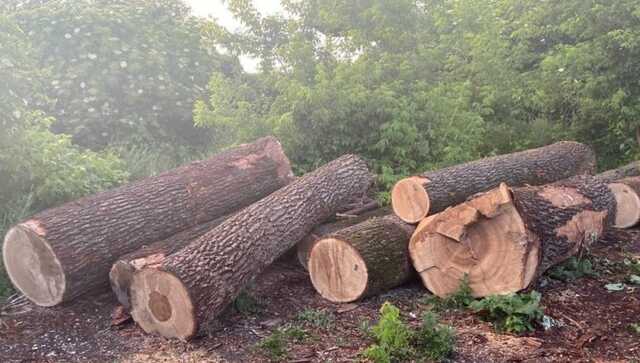 В Винницкой области за коррупцию задержали двух лесничих