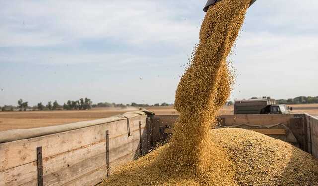 Митниця покриває "чорний" експорт зерна з України: Гетманцев про схеми