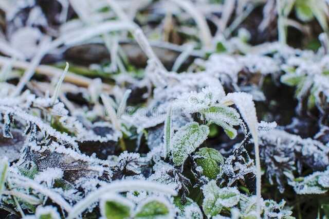Ранньої весни чекати не варто: в Укргідрометцентрі попередили про повернення морозів