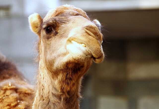 "Миттєва помста": у Росії верблюд вбив чоловіка, який намагався познущатися з нього
