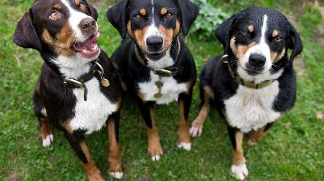 В комерційному районі Гонконгу організували "дегустацію" м’яса собак та котів, – CNN