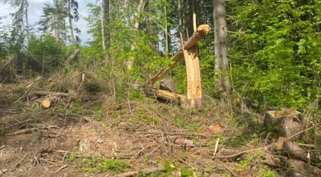 В Ужанському нацпарку незаконно зрубали дерев на 157 млн гривень
