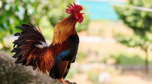 Втратив літри крові: в Ірландії фермер помер після нападу півня