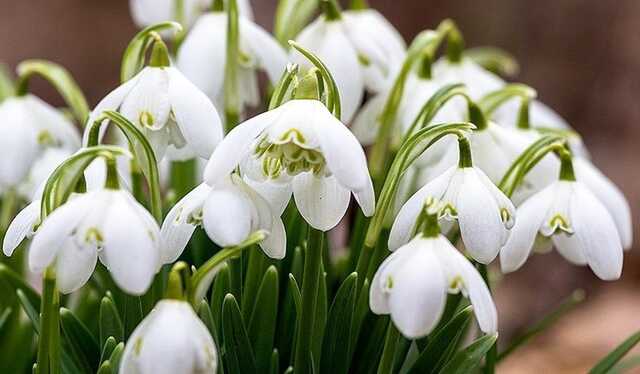 Мешканців Києва закликали не купувати першоцвіти: продавцям загрожують штрафи