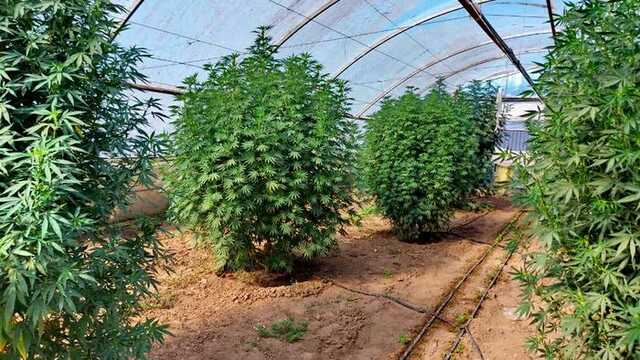 На юге Одесщины полицейские обнаружили плантацию каннабиса в теплице