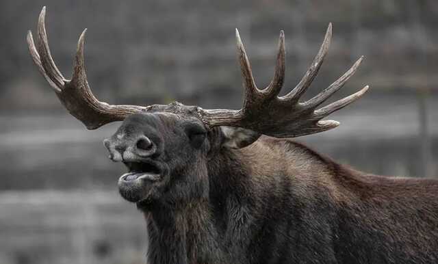 На Київщині легковик збив лося: момент ДТП зафіксував камера