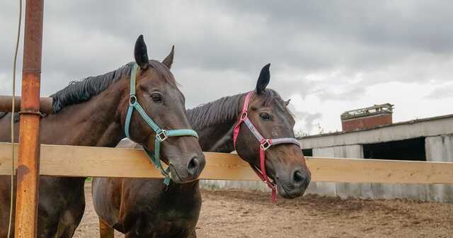 Эксглава ГП «Коневодство Украины» подозревается в злоупотреблениях