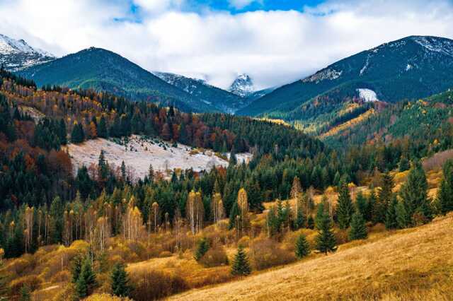 Діяльність ДП «Ліси України» визнана неефективною у зв’язку з негативними фінансовими показниками