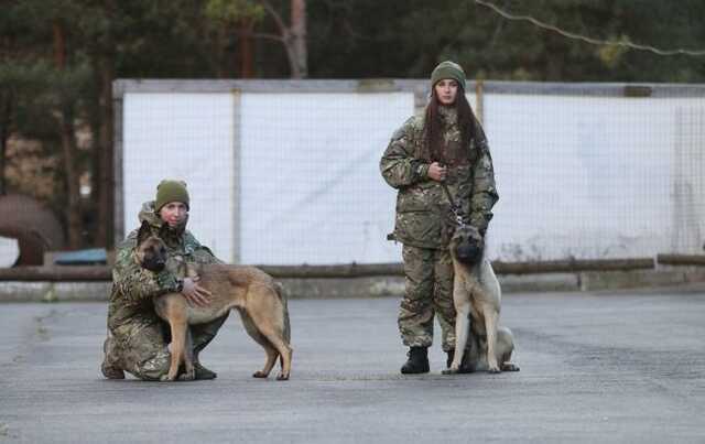 В Україну прибули 11 собак-саперів, яких навчали у Нідерландах