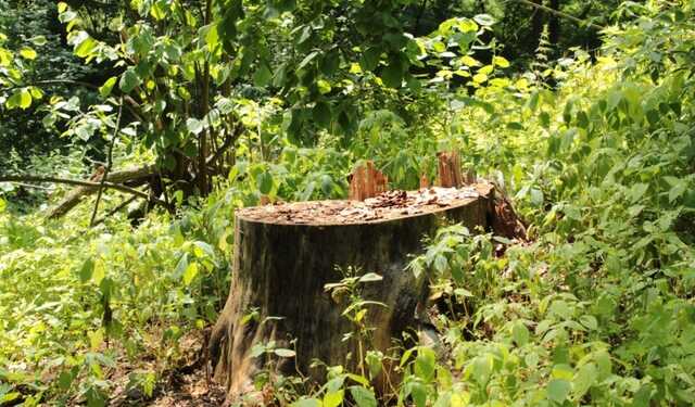 Росіяни масово вивозять український ліс з околиць Маріуполя, - Маляр