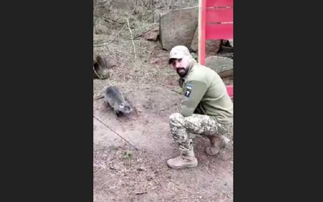 "Привіт, моя дівчинко!": український військовий показав нутрію, з якою "подружився" на службі