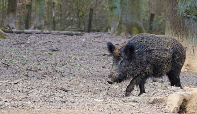 У Чернігівській області через спалах чуми дозволили відстріл диких кабанів