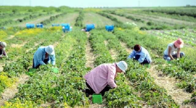 Польща заманює українців на сезонні роботи