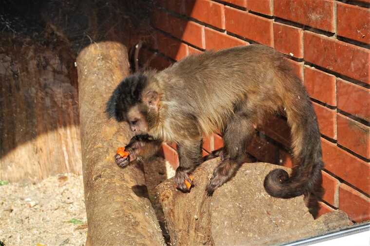 У Рівненському зоопарку мавпа розірвала одяг відвідувачці