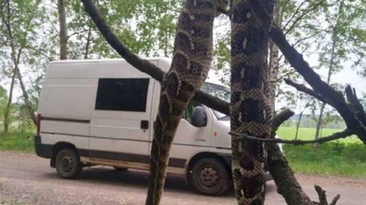 Під Житомиром водій автобуса переїхав двометрову змію та повісив її на дерево