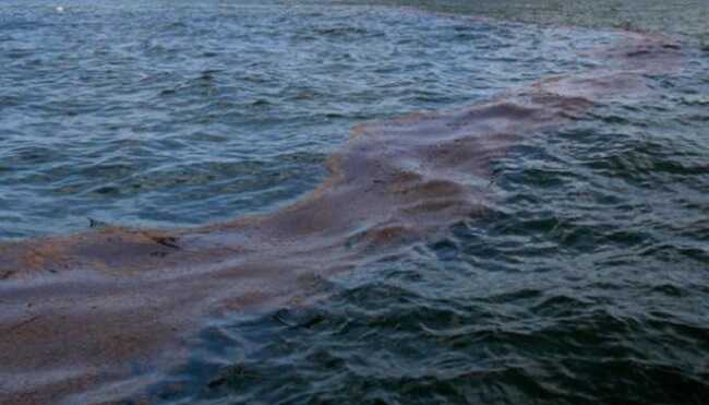 У морі біля Одеси виявили нафтову пляму, - міськрада