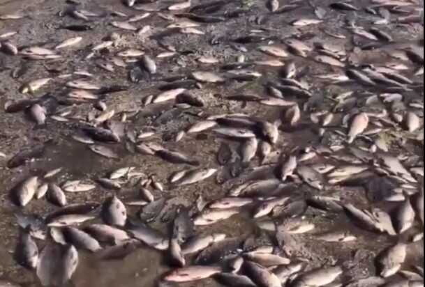 На Дніпропетровщині через обмілення почався мор риби