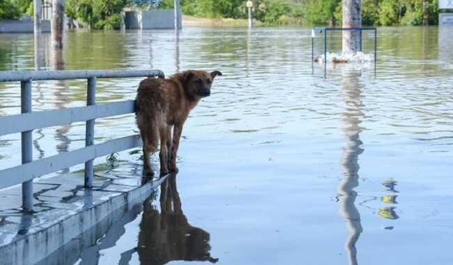 У Миколаєві та області рівень води перевищив історичний максимум