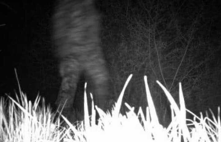 Дважды "герой" границы: киевлянин, убегая от пограничников, украл фотоловушку