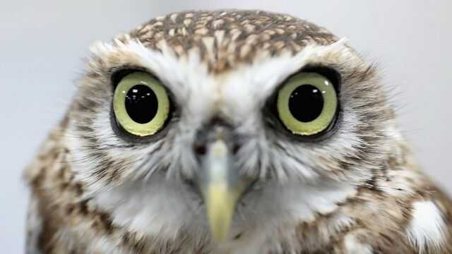 На Київщині небайдужий чоловік врятував совину сім’ю