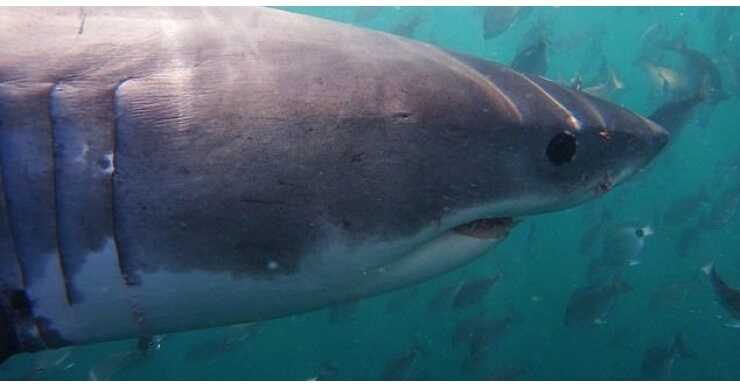 Акула, яка з’їла росіянина у Хургаді, минулого року вбивала двічі
