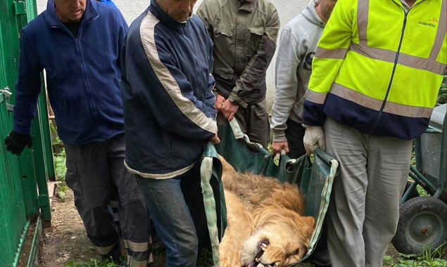 З Київщини відправили за кордон 5 врятованих від війни левів