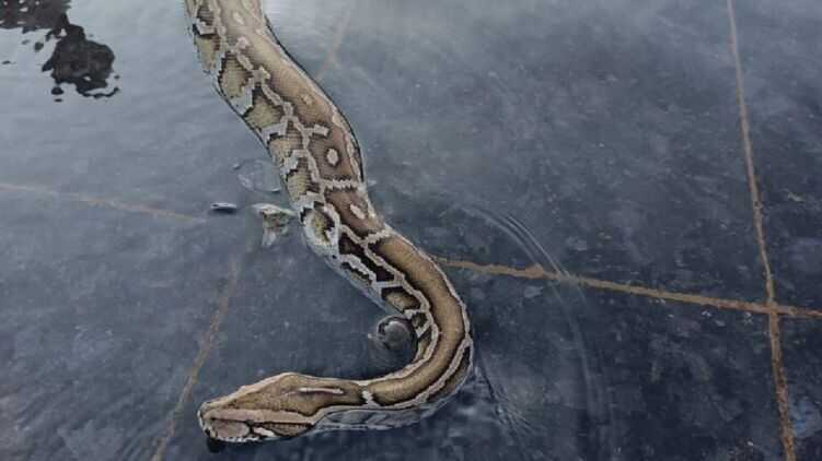 У Дніпрі вигулювали величезного пітона прямо у міському фонтані