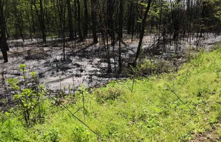 В Одесской области экскоммунальщика подозревают в загрязнении лесов