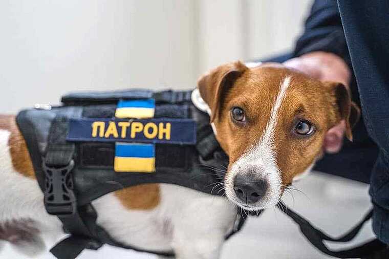 Пес Патрон попал под ракетный обстрел на Харьковщине