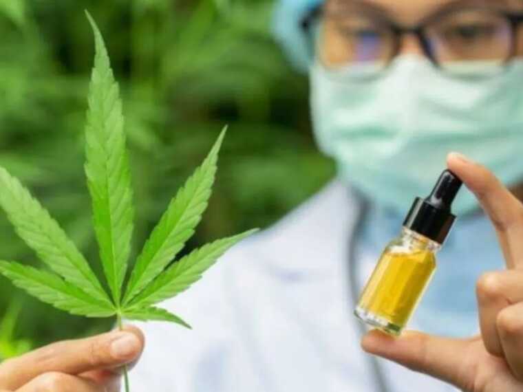 Депутаты Рады шагнули к легализации медицинского каннабиса в Украине: что предусматривает законопроект