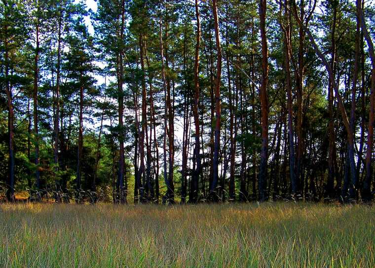 "Український В’єтнам": бійці ЗСУ показали кадри бою у Серебрянському лісництві
