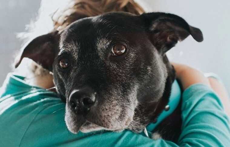 Ексчиновниця ВР образила собачників і жінок без дітей, — ЗМІ