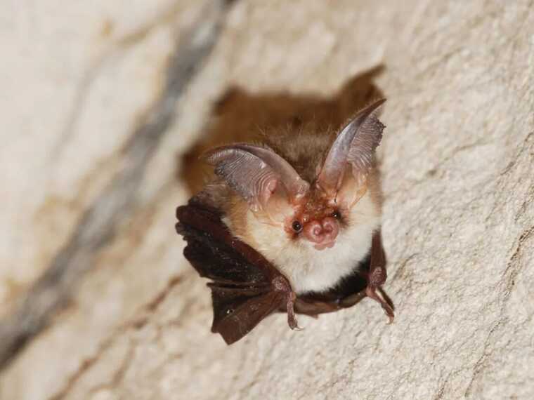 У Луцьку до квартири залетіло три десятки кажанів: довелося викликати рятувальників