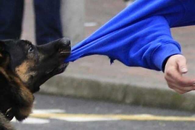 На Одещині сусідський пес напав на дитину: хлопчика доправили до лікарні