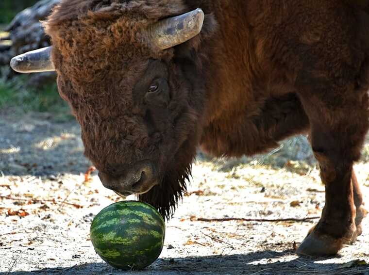 У Київському зоопарку тривають кавунові вікенди: коли можна побачити годування тварин