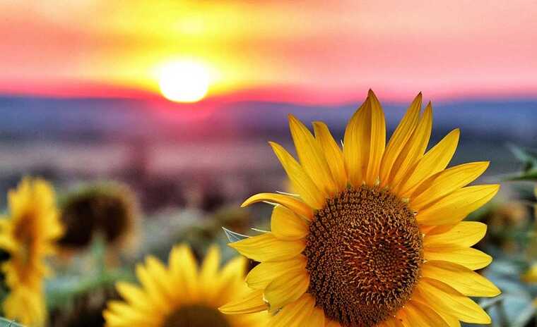 Власти Болгарии готовы ограничить поставки украинского подсолнуха на фоне массовых акций протеста