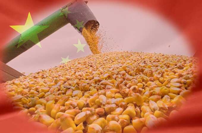 Може стривожити Путіна. Китай допомагає Україні величезними закупівлями кукурудзи, - ЗМІ