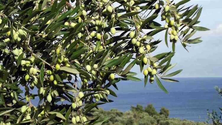 Через посушливе літо в Європі виявилися майже на нулі запаси оливкової олії