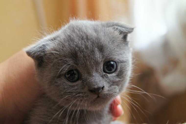 Поліція встановила особи дівчат, які знущалися над тваринами на Закарпатті